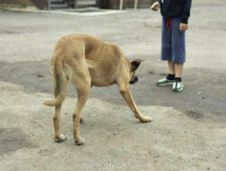 Sorot Mata yang Pudar: Trauma Bocah Cianjur Usai Diterjang Delapan Anjing Liar