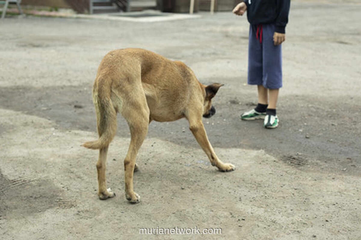 Sorot Mata yang Pudar: Trauma Bocah Cianjur Usai Diterjang Delapan Anjing Liar