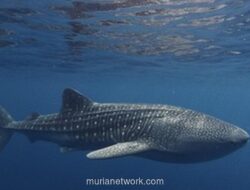 Dari Davos ke Bali: Indonesia Ambil Alih Komando Ekonomi Biru Global