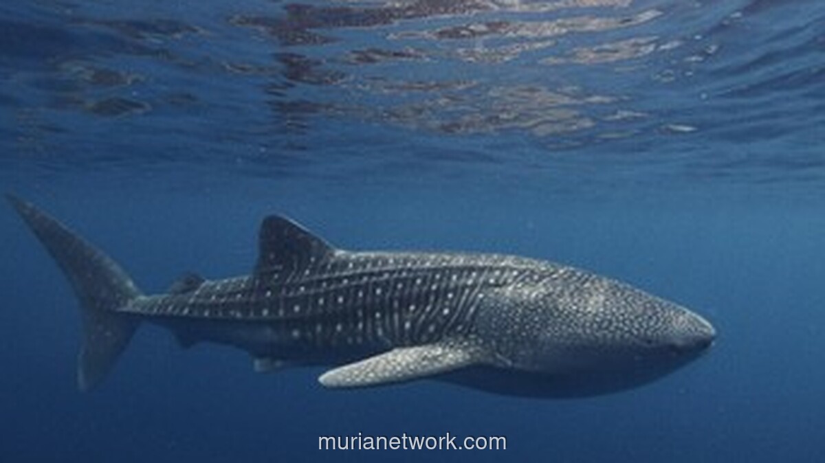 Dari Davos ke Bali: Indonesia Ambil Alih Komando Ekonomi Biru Global