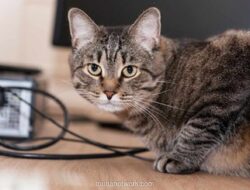 Pensiunan ASN Blora Jadi Tersangka Usai Tendang Kucing hingga Tewas