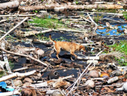 Badung Desak Satgas Nasional Atasi Sampah yang Serang Pantai Bali