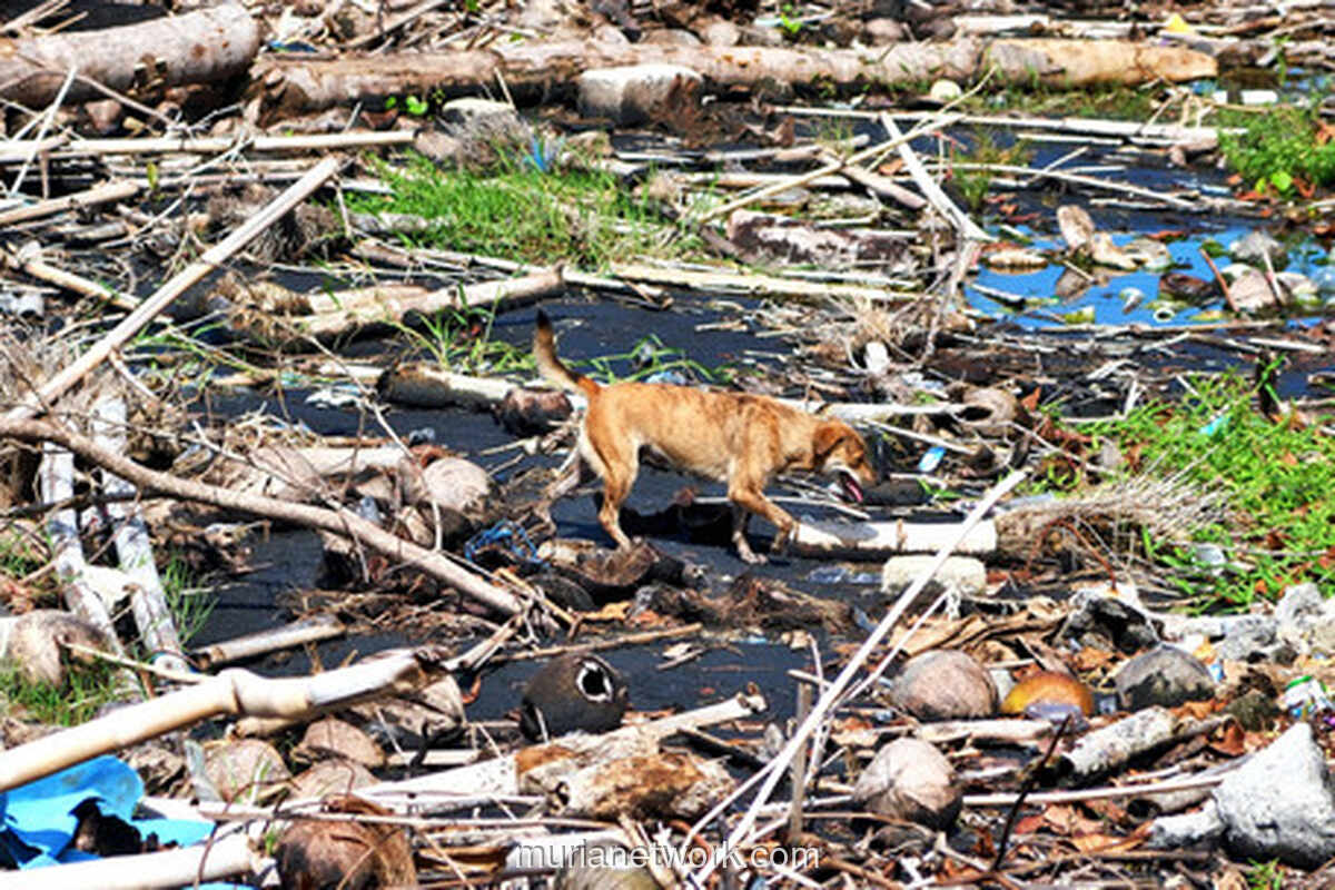 Badung Desak Satgas Nasional Atasi Sampah yang Serang Pantai Bali