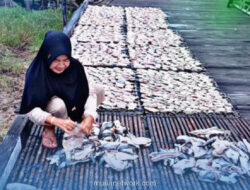 Dari Laut ke Pasar: Kisah Perempuan Pesisir yang Mengubah Ikan Jadi Rupiah