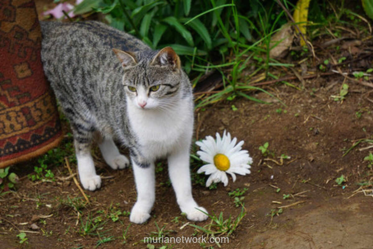 Pria di Blora Terancam 1,5 Tahun Penjara Usai Tewaskan Kucing dengan Tendangan