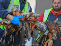 Gelombang Beku Florida: Ribuan Iguana Berguguran dari Pohon