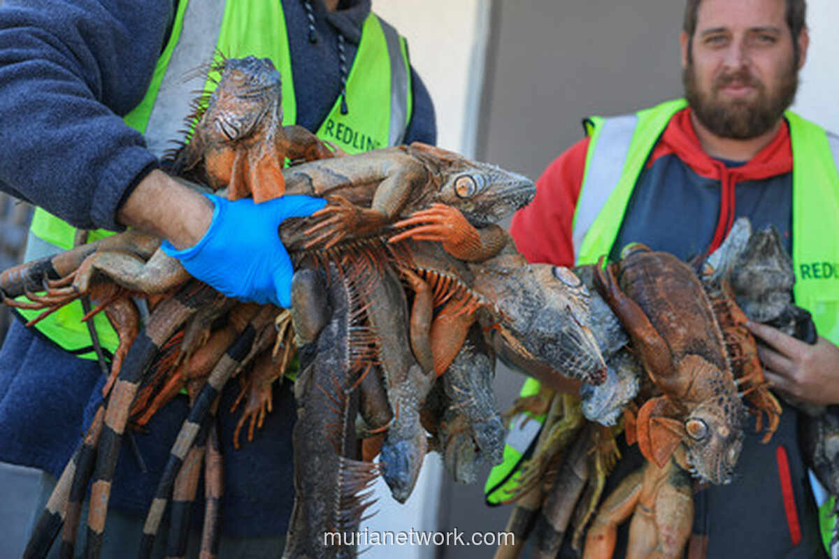 Gelombang Beku Florida: Ribuan Iguana Berguguran dari Pohon