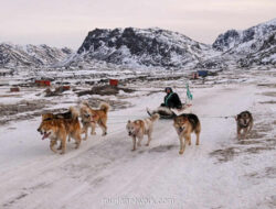 Kota Anjing di Greenland: Di Balik Gonggongan yang Menjaga Warisan Arktik