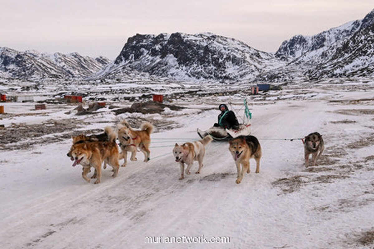 Kota Anjing di Greenland: Di Balik Gonggongan yang Menjaga Warisan Arktik