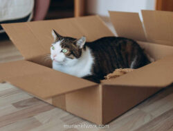 Pensiun Advokat Tewaskan Kucing di Gelanggang Olahraga Blora