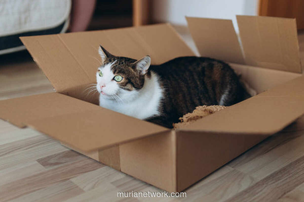 Pensiun Advokat Tewaskan Kucing di Gelanggang Olahraga Blora