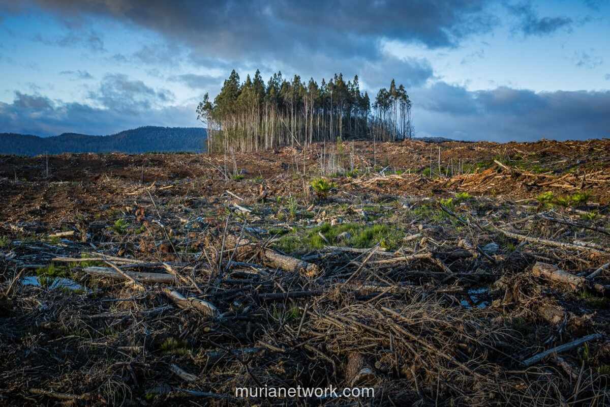 WALHI Soroti Ambisi Ekonomi 8 Persen: Alam Terus Dikorbankan