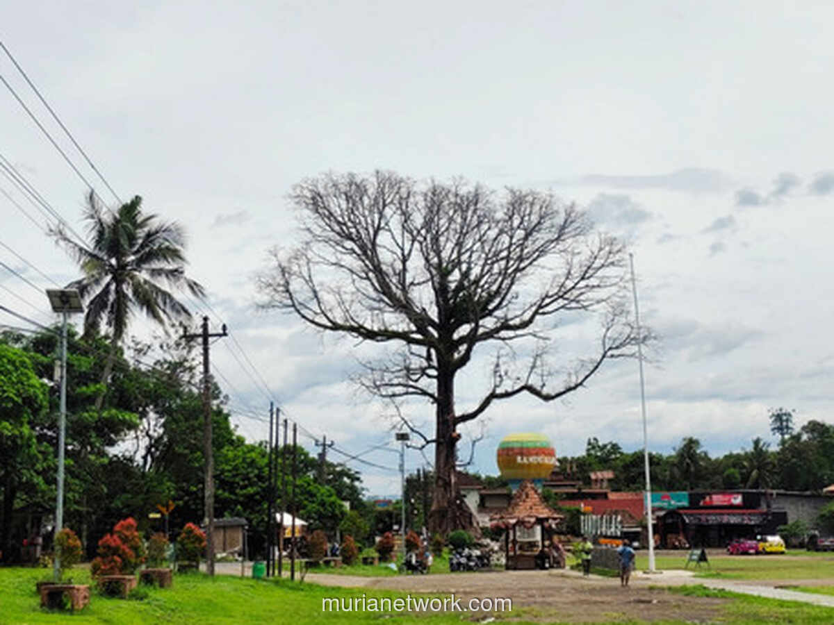 Randu Alas Raksasa di Tuksongo Tumbang, Sisa Batangnya Dijadikan Monumen