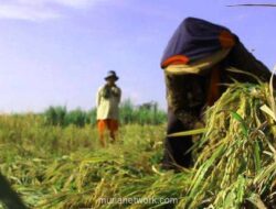 Nasib Petani Tertekan, Nelayan Tersenyum di Awal 2026