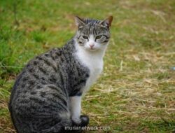 Kucing Tewas Ditendang di Blora, Pelaku Sudah Teridentifikasi Polisi