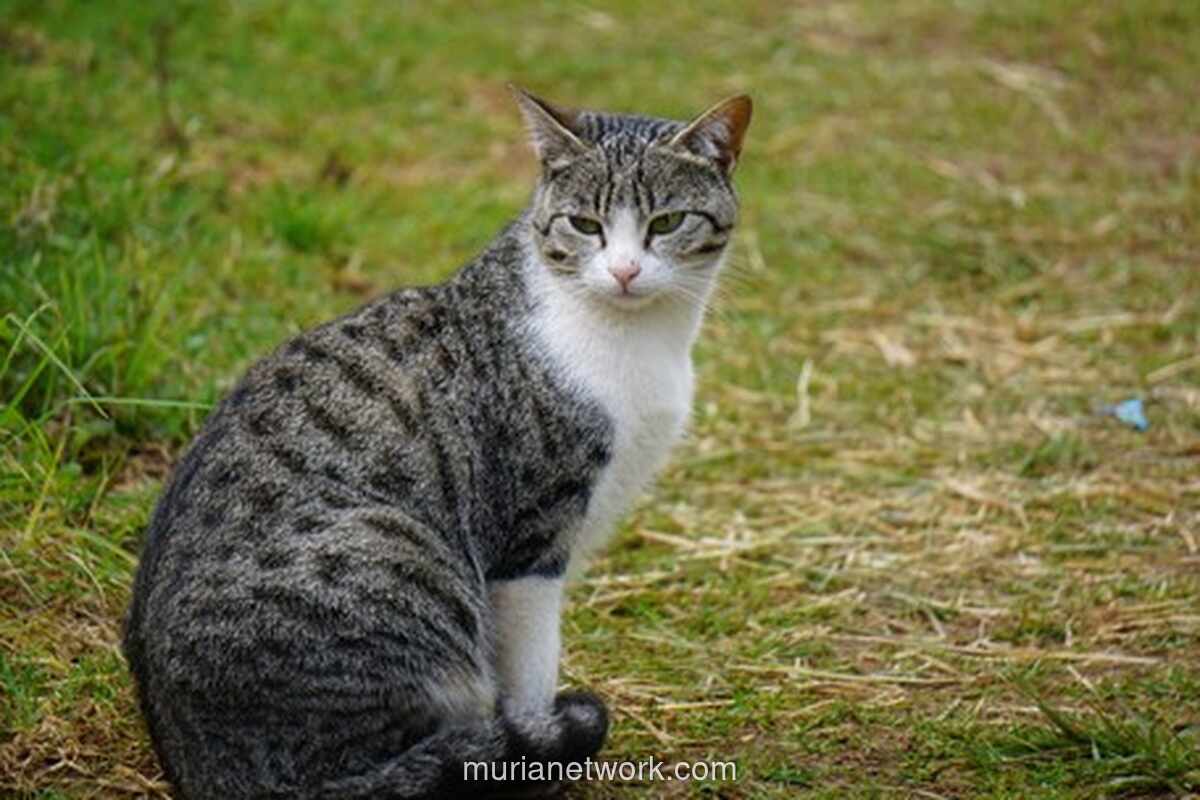 Kucing Tewas Ditendang di Blora, Pelaku Sudah Teridentifikasi Polisi