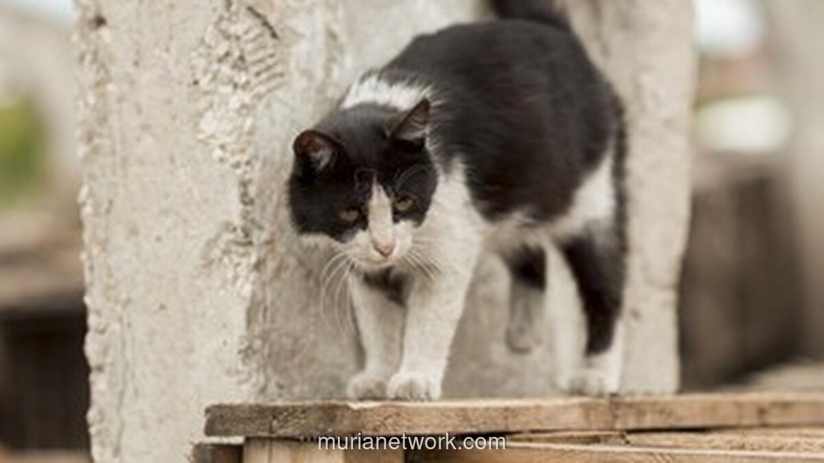 Pensiunan ASN Minta Maaf Usai Tindakan Kekerasan pada Kucing Viral