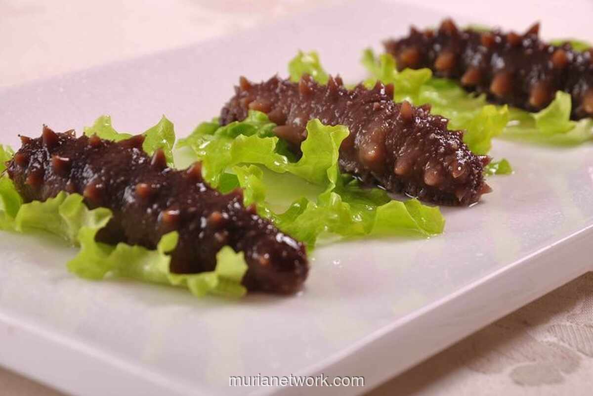 Teripang: Kisah Ginseng Laut yang Diperebutkan dari Dasar Samudra