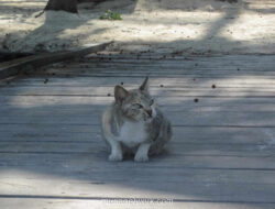 Pria di Blora Diamankan Usai Viral Tendang Kucing hingga Tewas