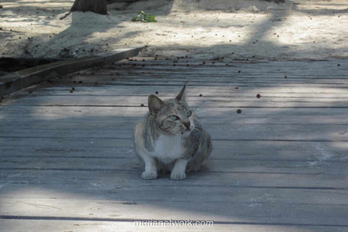 Pria di Blora Diamankan Usai Viral Tendang Kucing hingga Tewas