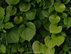 Al-Baqarah: Kisah Sapi Betina yang Mengungkap Watak Asli Manusia