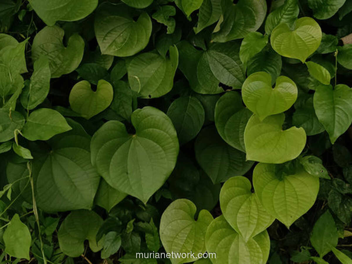 Al-Baqarah: Kisah Sapi Betina yang Mengungkap Watak Asli Manusia