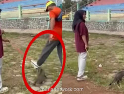 Kucing Tewas Ditendang di Stadion Blora, Pelaku Berstatus Lawyer