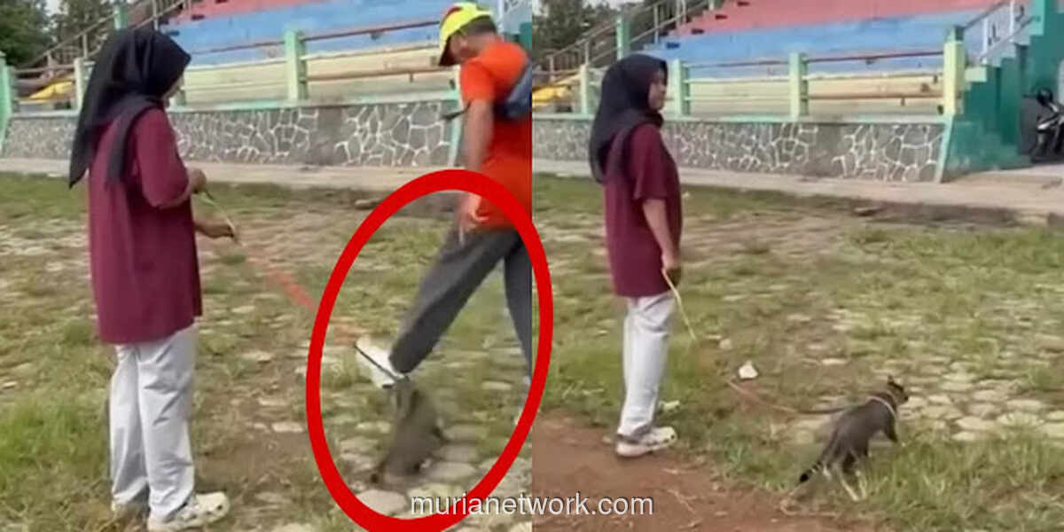 Kucing Tewas Ditendang di Stadion Blora, Pelaku Berstatus Lawyer