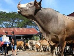 Wagub Aceh Dorong Percepatan Bantuan Sapi Meugang Prabowo Jelang Ramadan