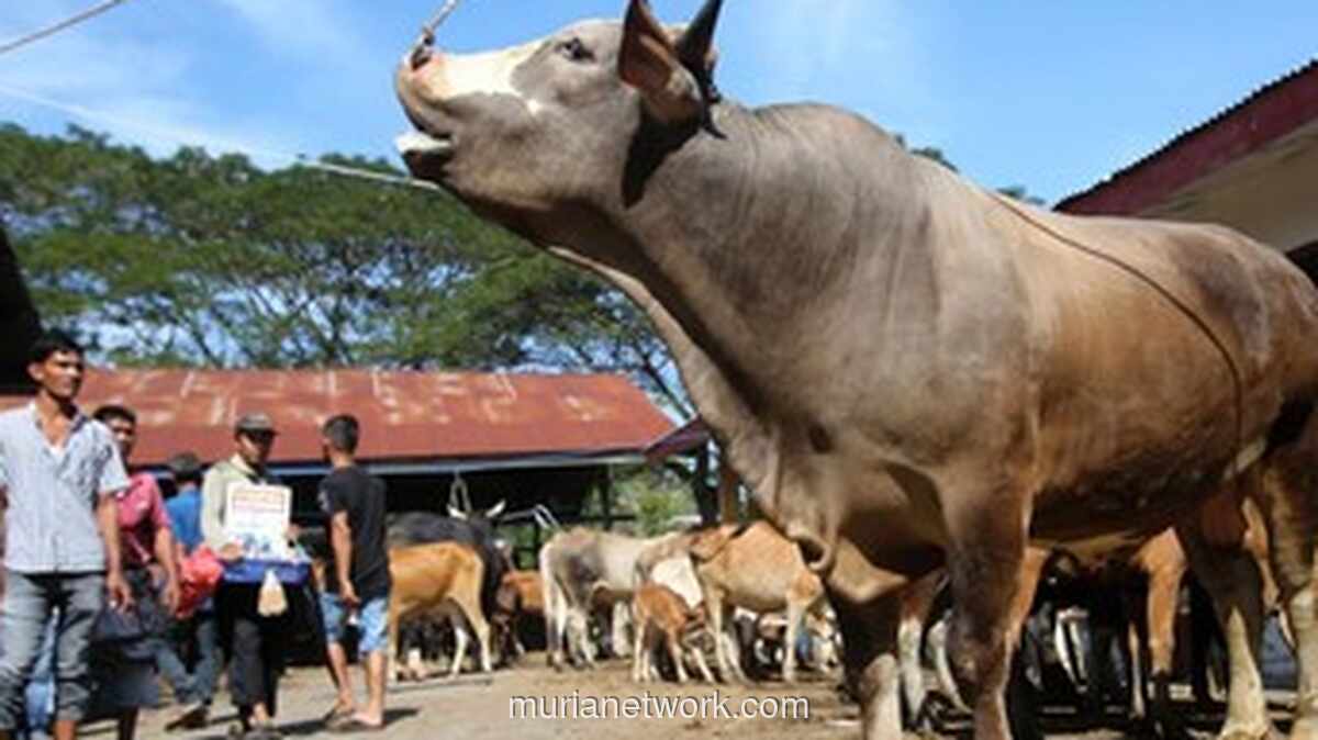 Wagub Aceh Dorong Percepatan Bantuan Sapi Meugang Prabowo Jelang Ramadan