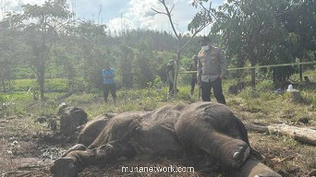 Anak Gajah Sumatera Ditemukan Mati Terjerat Tali di Taman Nasional Tesso Nilo