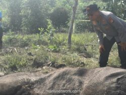 Anak Gajah Liar Ditemukan Mati Diduga Akibat Jerat di Taman Nasional Tesso Nilo
