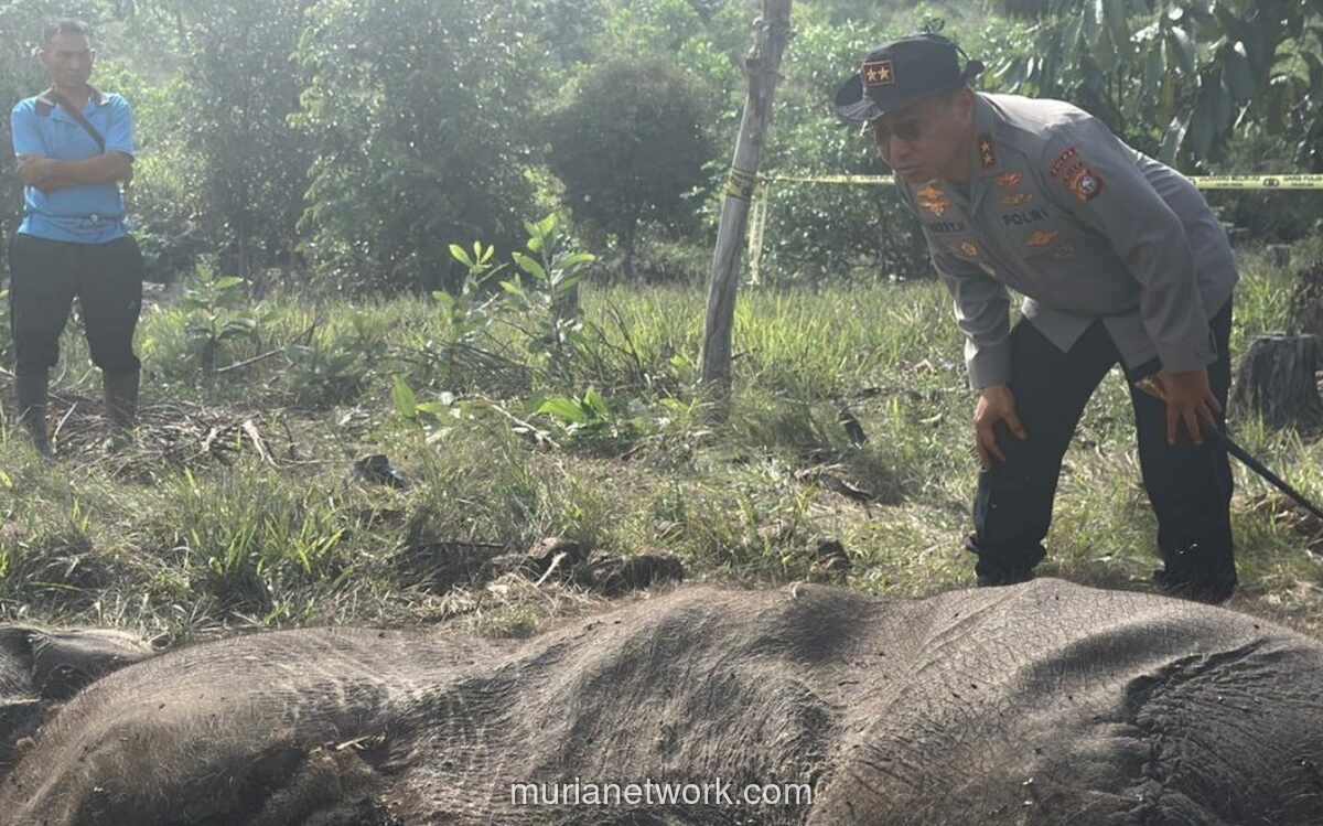 Anak Gajah Liar Ditemukan Mati Diduga Akibat Jerat di Taman Nasional Tesso Nilo