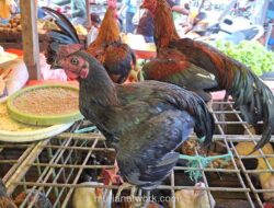 Harga Ayam Kampung di Pasar Terong Makassar Meroket Menjelang Ramadan