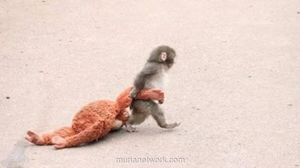 Bayi Monyet di Jepang Viral karena Selalu Peluk Boneka Pengganti Induk