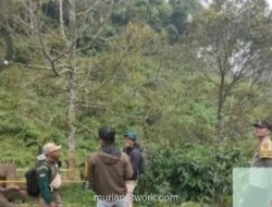 Warga Bener Meriah Tewas Diduga Diinjak Gajah Sumatra di Kebun Jagung