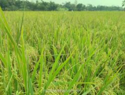 BPS Proyeksikan Produksi Beras Nasional Naik 15,79% pada Awal 2026