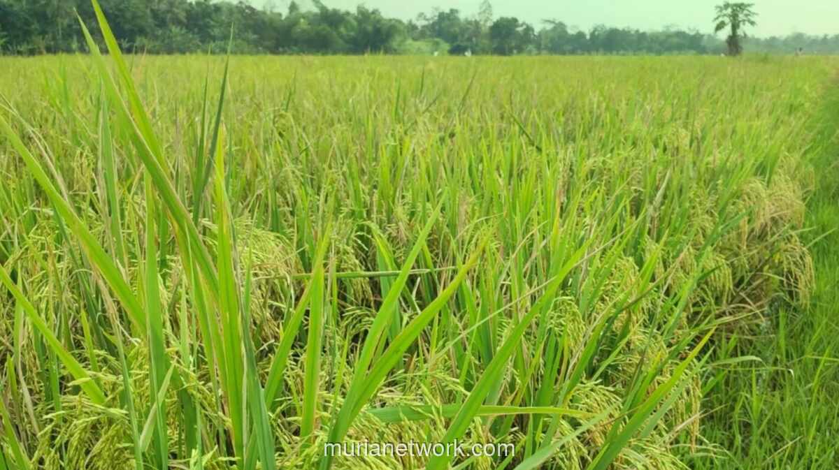 BPS Proyeksikan Produksi Beras Nasional Naik 15,79% pada Awal 2026