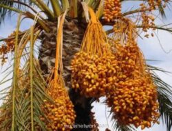 Kurma di Bulan Ramadan: Manfaat Gizi di Balik Tradisi Berbuka