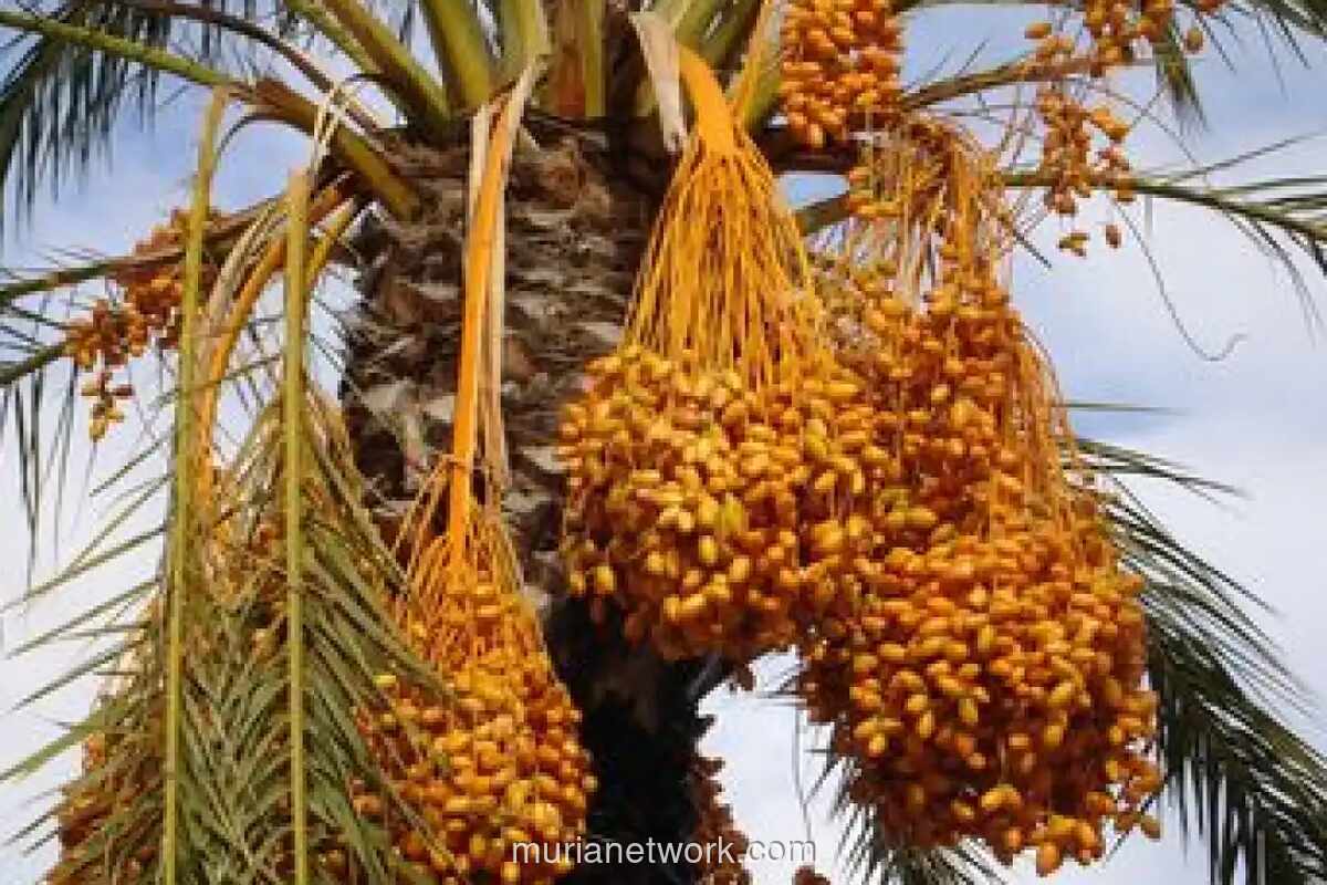 Kurma di Bulan Ramadan: Manfaat Gizi di Balik Tradisi Berbuka
