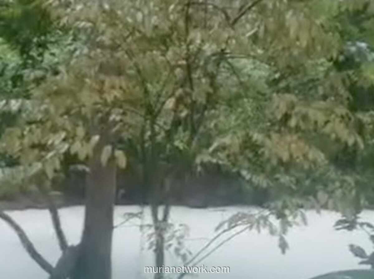 Kebakaran Gudang Pestisida di Tangerang Cemari Sungai, Warga Dilarang Konsumsi Ikan