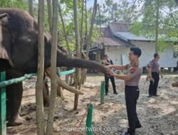 Polsek Pinggir Salurkan 500 Nanas untuk Pakan Gajah Sumatera di PLG Sebanga