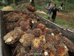 BWPT Terbitkan Obligasi Rp98 Miliar untuk Perkuat Modal Kerja