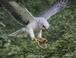 Elang Alap Kelabu Sulawesi, Predator Penyergap yang Terancam Fragmentasi Habitat