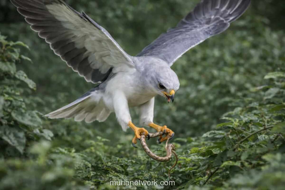 Elang Alap Kelabu Sulawesi, Predator Penyergap yang Terancam Fragmentasi Habitat