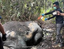 Gajah Sumatera Tewas Ditembak, Gadingnya Raib di Lahan Konsesi Riau