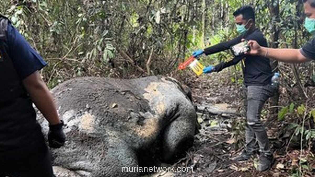 Gajah Sumatera Tewas Ditembak, Gadingnya Raib di Lahan Konsesi Riau