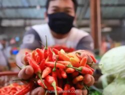 Harga Cabai Rawit di Maros Tembus Rp55 Ribu per Kg Jelang Ramadan