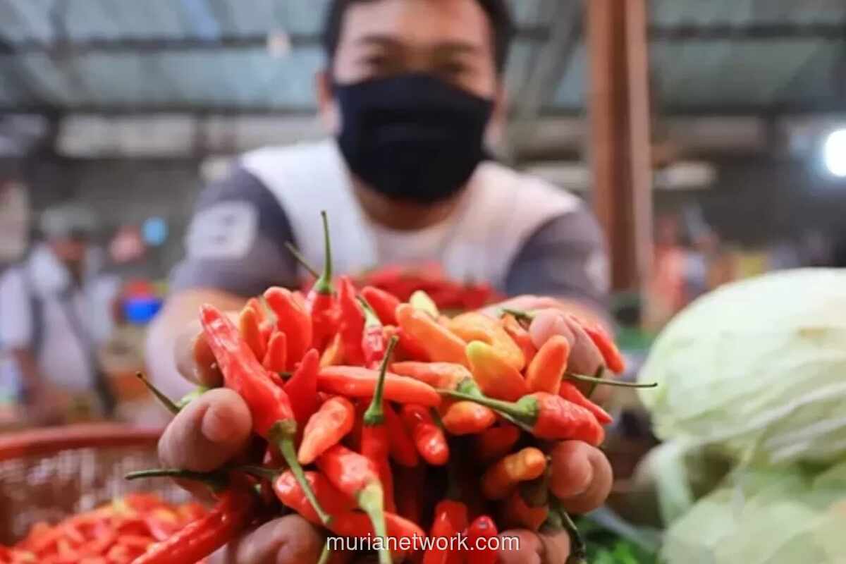 Harga Cabai Rawit di Maros Tembus Rp55 Ribu per Kg Jelang Ramadan
