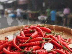 Lonjakan Harga Cabai Rawit Picu Inflasi di 230 Daerah pada Februari 2026